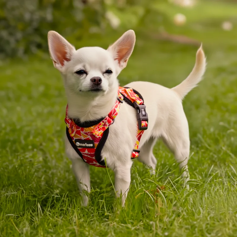 Harnais et Laisse pour Petit Chien, Chiot ou Chat