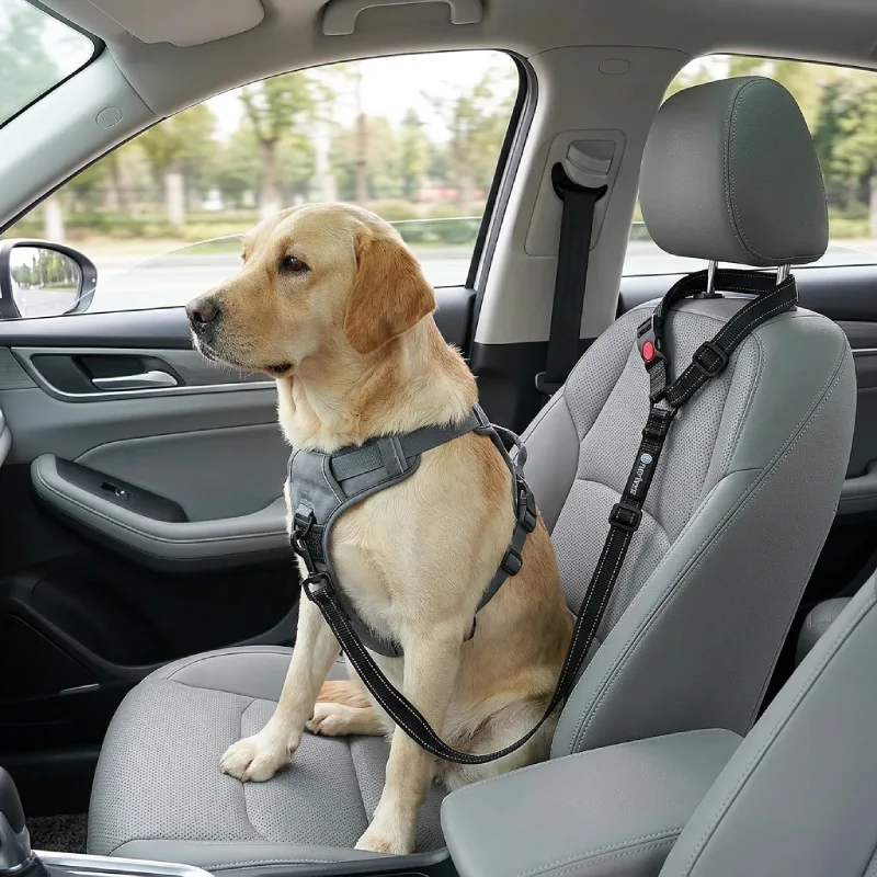 Ceinture laisse sécurité voiture chien 2 en 1 Merless avec chien assis sur siège auto