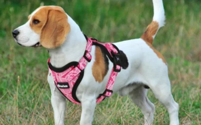 Harnais ou collier : que choisir pour un petit chien ou un chat ?