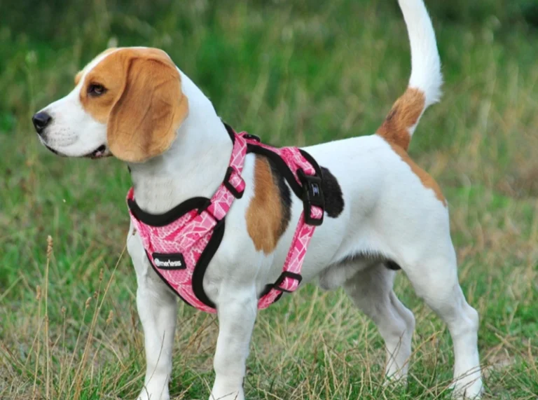 Harnais ou collier : que choisir pour un petit chien ou un chat ?